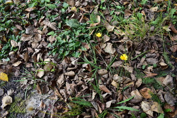 fallen leaves in the grass