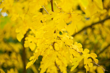 
Autumn yellow bright leaves of trees as background.
