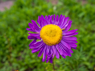 Obraz premium An aster flower in the Siberian city of Krasnoyarsk.