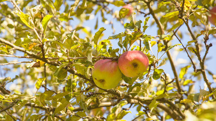 Ripe apples, vitamins, vegan, raw food, diet, apples on the tree, apple tree, fruits, healthy food,...