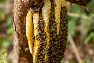 Colony of wild Apis Mellifera Carnica or Western Honey Bees