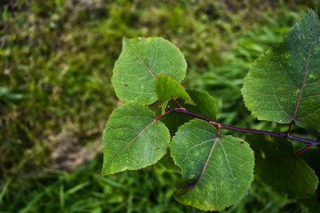 young aspen leaves in October
