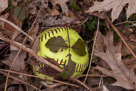 An image of a lost softball in forest under growth and dead leaves that seems to have formed a face fit for a Halloween display 