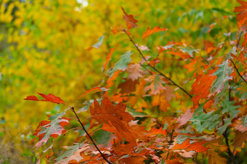 Bright yellow-red autumn foliage of trees on a cloudy day.