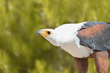 African fish eagle over the trunck