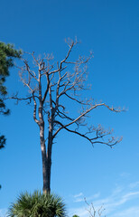 Fototapeta premium Landscape of Honeymoon Island State Park in Florida