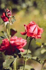 red rose in garden, retro style