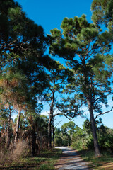 Landscape of Honeymoon Island State Park in Florida