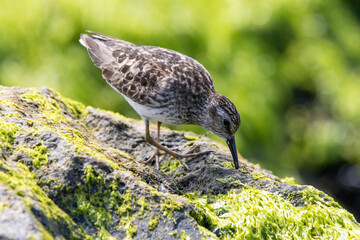 A Least Sandpiper