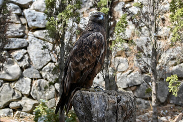 Imperial eagle look one side over the trunca