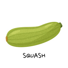 Green squash isolated on white background. Vector realistic illustration.