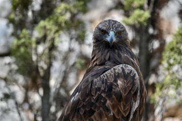 Imperial eagle look one side