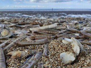 Coquillages et couteaux sur sable de plage en gros plan avec la mer au loin
