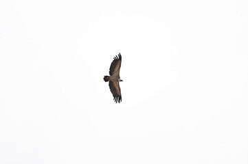  Griffon vulture flying
