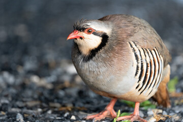 Wild Chukar in the Outdoors