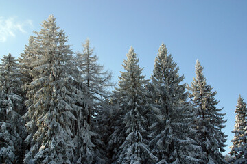 Winter landscape trees under snow on the mountain Pohorje, Slovenia