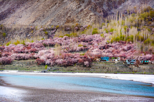spring landscape of yugo village in ghanche district 