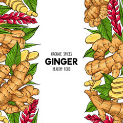 Vector hand drawn frame with organic ginger
