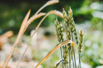 close up of a wheat