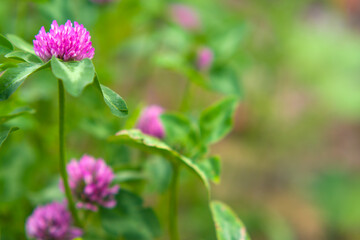 Obraz premium Flower background - foliage of pink clover in the meadow at sunny summer day