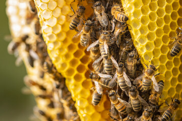 Closeup of tightly packed honeycomb layers of a colony of wild Apis Mellifera Carnica or European Honey Bees