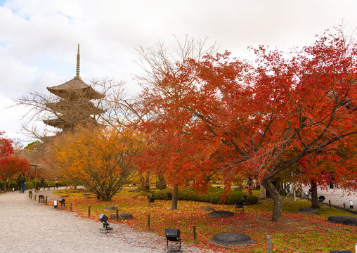 The wooden tower of To-ji Temple, Kyoto, Japan .Toji Pagoda during the fall season..Autumn scenery of the To-ji temple and reflect at the pond in Kyoto, Japan