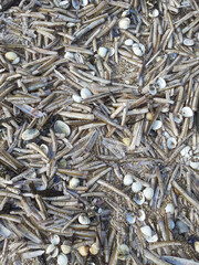 Coquillages et couteaux sur sable de plage en gros plan