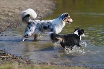 Australian Shepherd am See