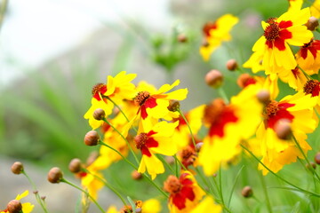 川原に咲く黄色のたくさんのコスモス