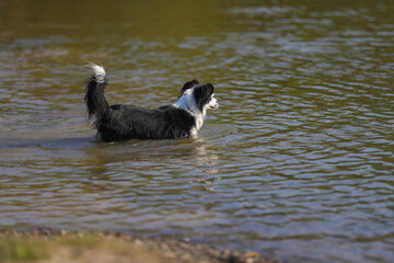 Australian Shepherd am See