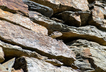 close up of a himalyan lizard sitting on stone.