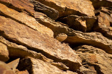 close up of a himalyan lizard sitting on stone.