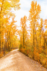 Pathway through the yellow trees in fall 