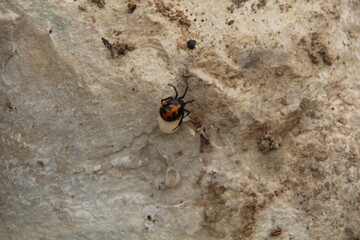 spider on the wall
