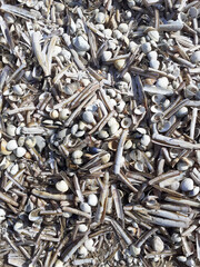 Coquillages et couteaux sur sable de plage en gros plan