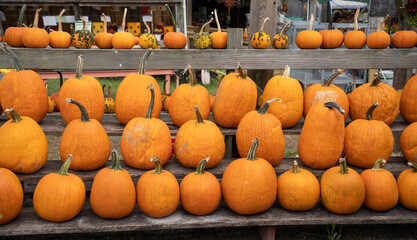 Rows of Pumpkins