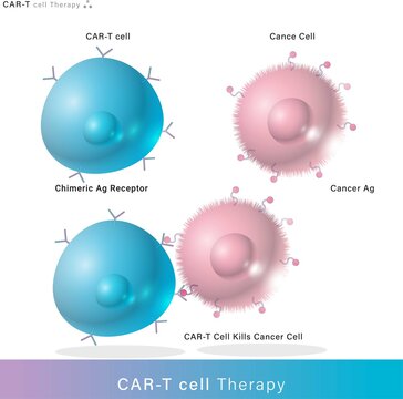 CAR t cell therapy. Chimeric receptors are proteins that have been engineered for cancer immunotherapy. genetic engineering. vector diagram. 