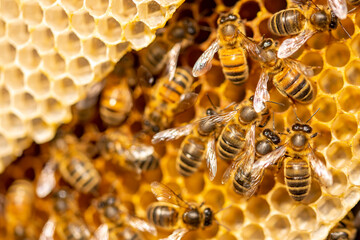 Macro shot of a bee hive on slices of honeycomb with a colony of wild Apis Mellifera Carnica or...
