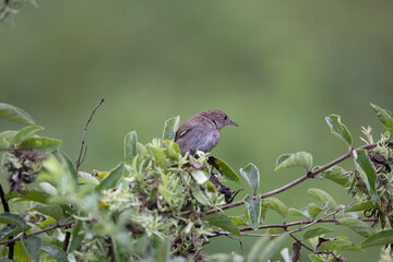 Wren Sitting in a Tree