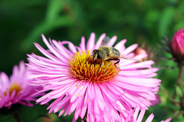 Purple aster. A bee on a flower. A flower of aster. Flower in garden