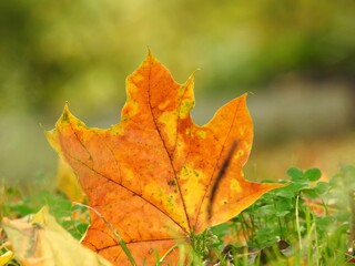 Beautiful landscape of autumn leaves in nature close up