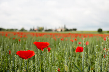 Common poppy flower being blown by wind in a field of wheat during a cloudy day. papaver rhoeas