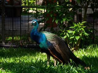 Obraz premium peacock stand sunshine on the grass in the garden. green background. Thailand.