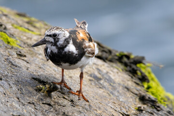 A Ruddy Turnstone