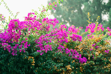 Obraz premium Blooming Bougainvillea tree. Bright tropical hot pink flowers and green leaves, ornamental garden in California