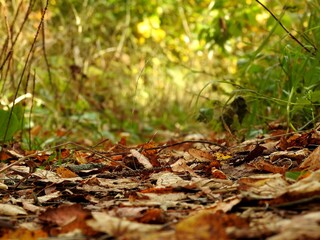 Beautiful landscape of autumn leaves in nature close up