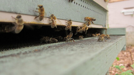 Fototapeta na wymiar Abeilles décollant et atterrissant de la ruche durant une miellée