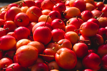 Close up of fresh crab apples