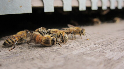 Combat d'abeilles à l'entrée de la ruche