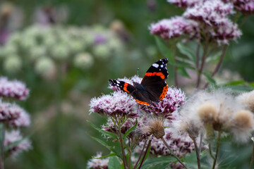 Black and orange admiral butterfly